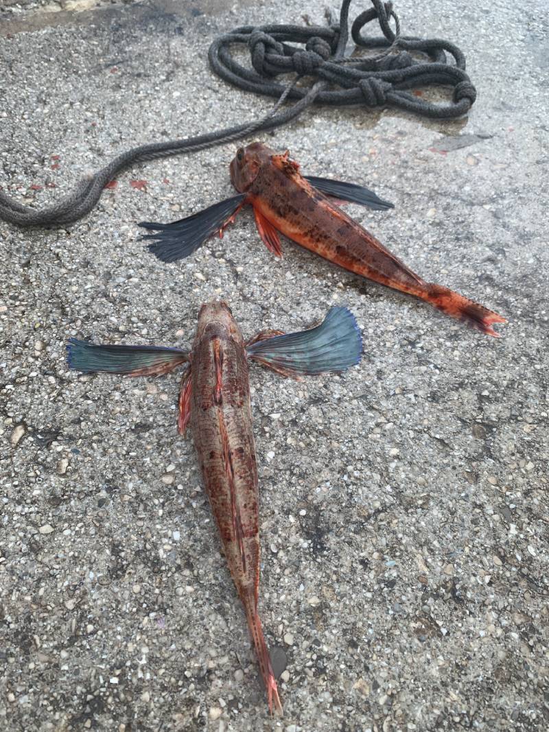 Auf dem Beton liegen eine Fischerleine mit Knoten und zwei fliegende Fische. Ihr blauen Flügel sind ausgebreitet.