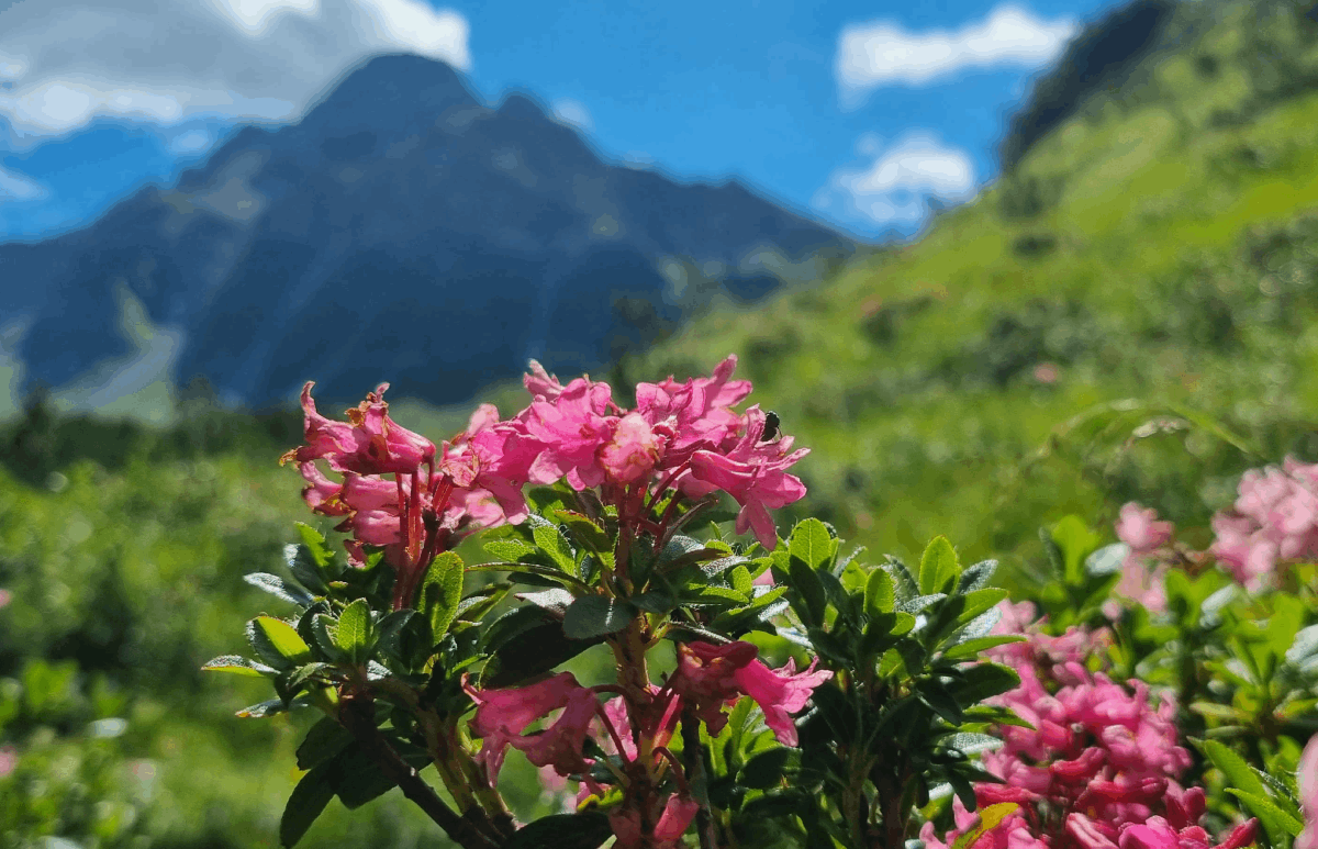 Cabriolife on Tour: Vor einer verschwommenen grünen Bergkulisse bildet ein Busch von Alpenrosen den Mittelpunkt des Bildes. Die rosafarbenen Blüten heben sich deutlich vom Hintergrund ab.