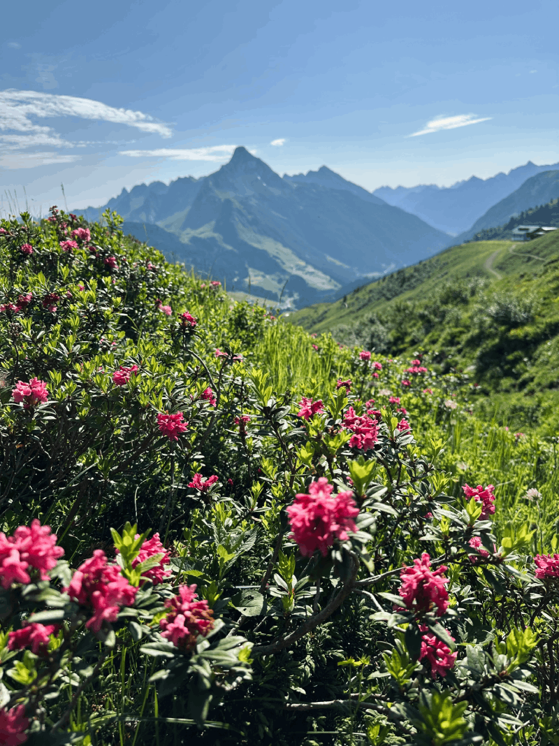 Cabriolife on Tour: Vor einer verschwommenen grünen Bergkulisse und einemtiefen Tal bilden viele schöne Alpenrosen den Mittelpunkt des Bildes. Die rosafarbenen Blüten heben sich deutlich vom Hintergrund ab.